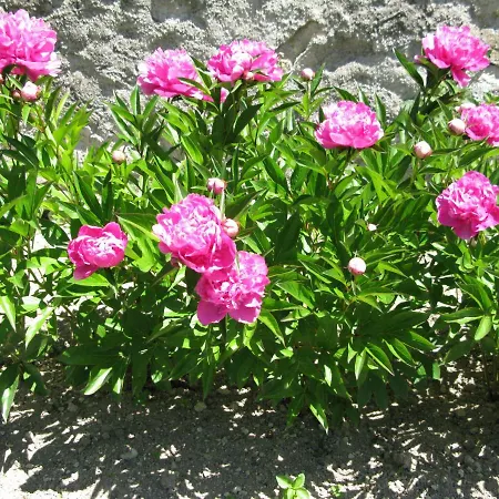 Villa Chateau Des Berangers *